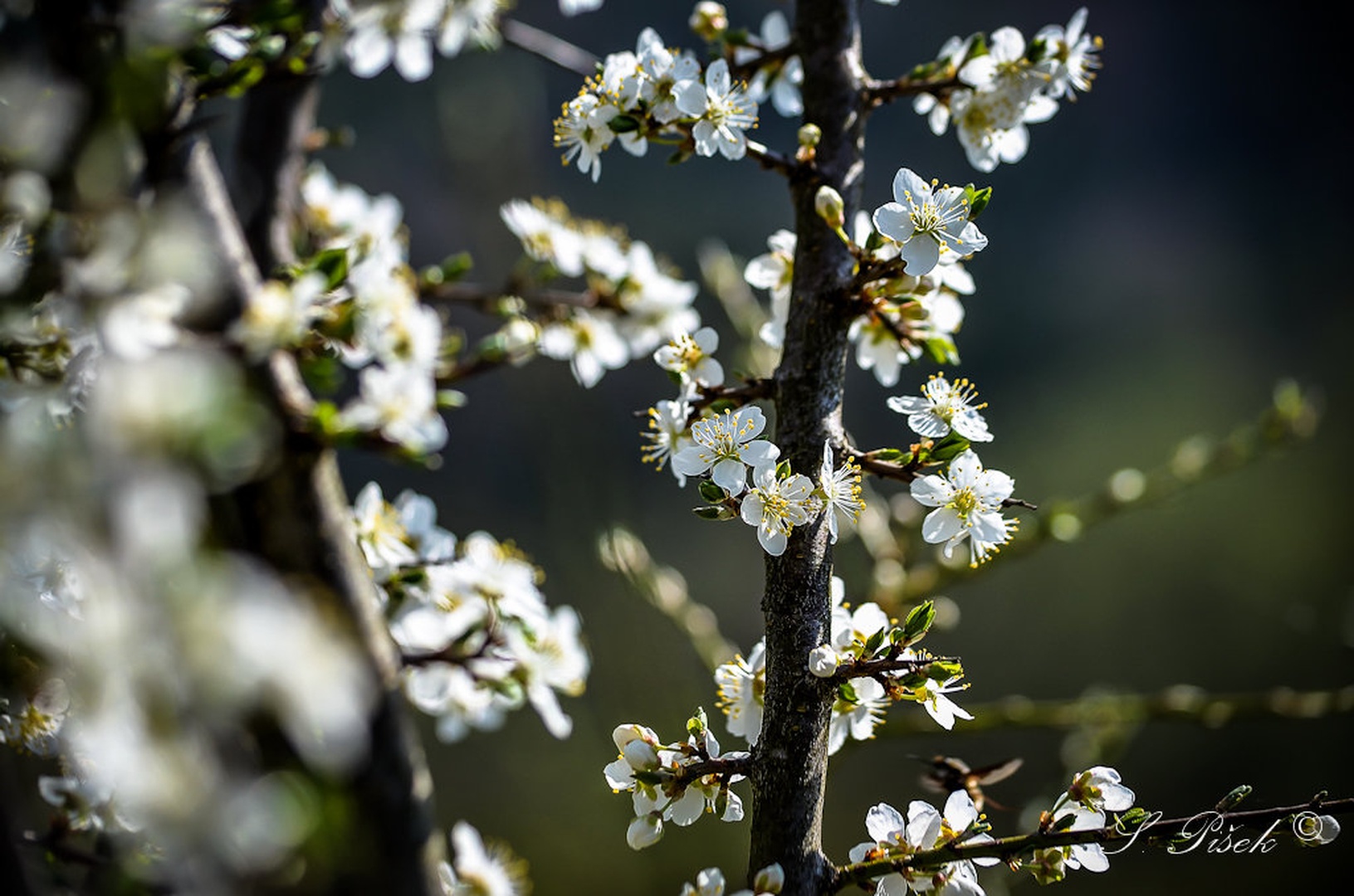 ~ Spring ~ by Sebastijan Pišek