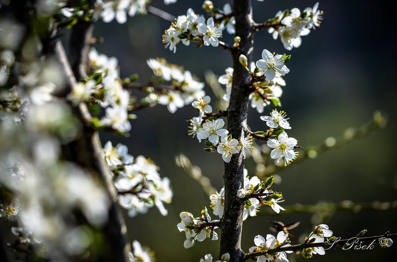 ~ Spring ~ by Sebastijan Pišek