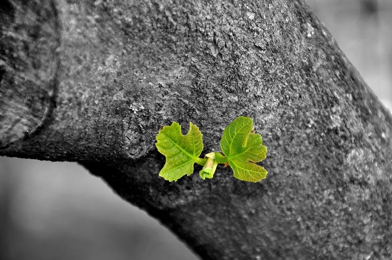 New life by FotodAmijan