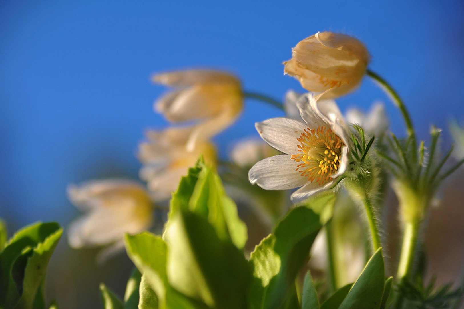 Pulsatilla vulgaris by Jože