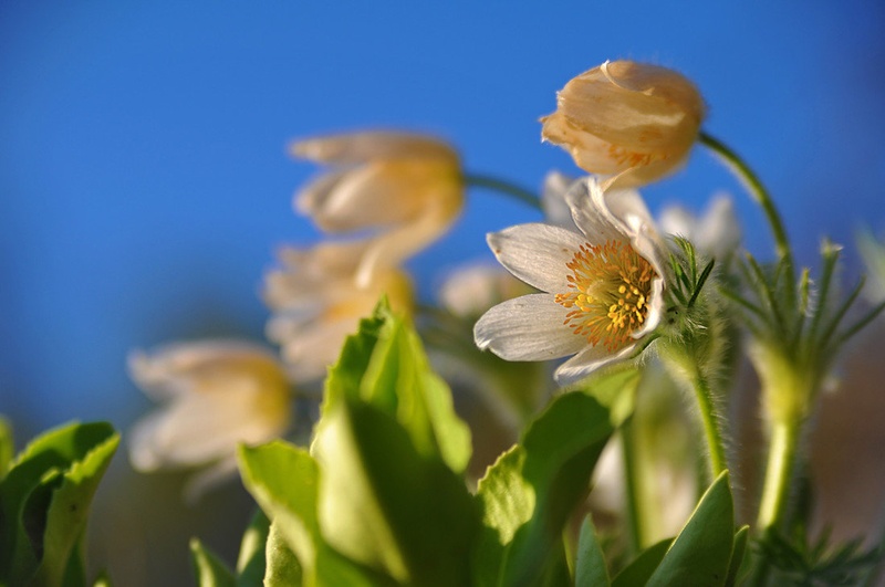 Pulsatilla vulgaris by Jože