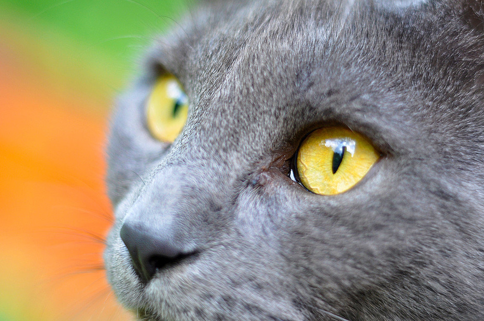 Eye of the tiger by Jože