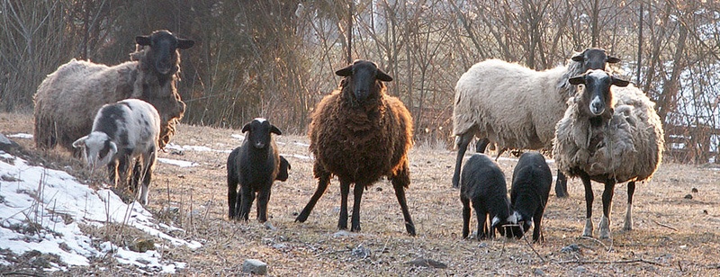 Sheep-o-rama by mishko