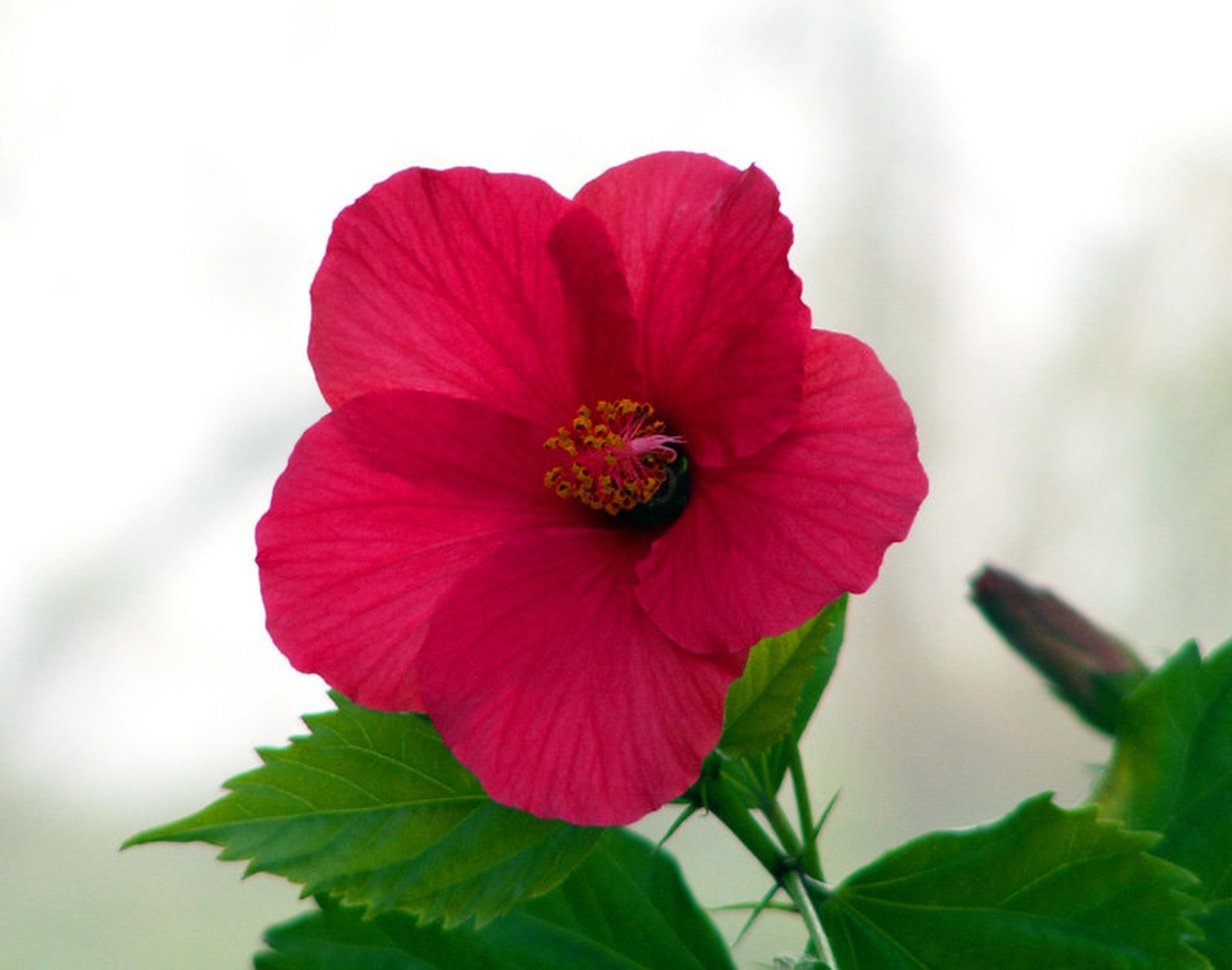 Magenta by