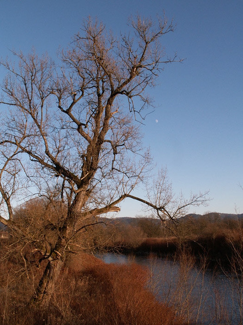 Lunca by