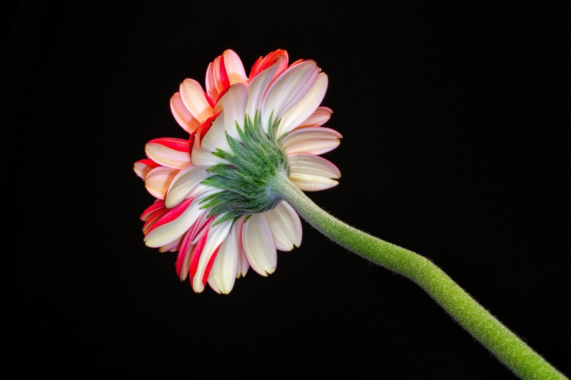 Gerbera ? by Cigajna