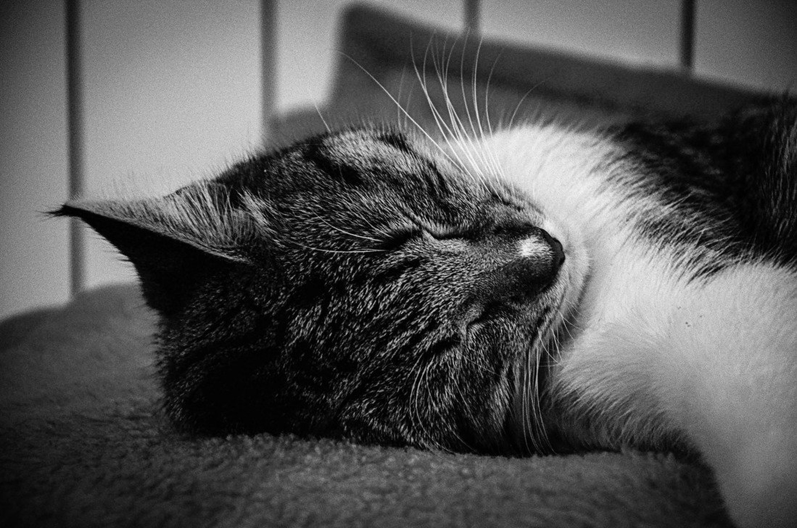Sleeping by