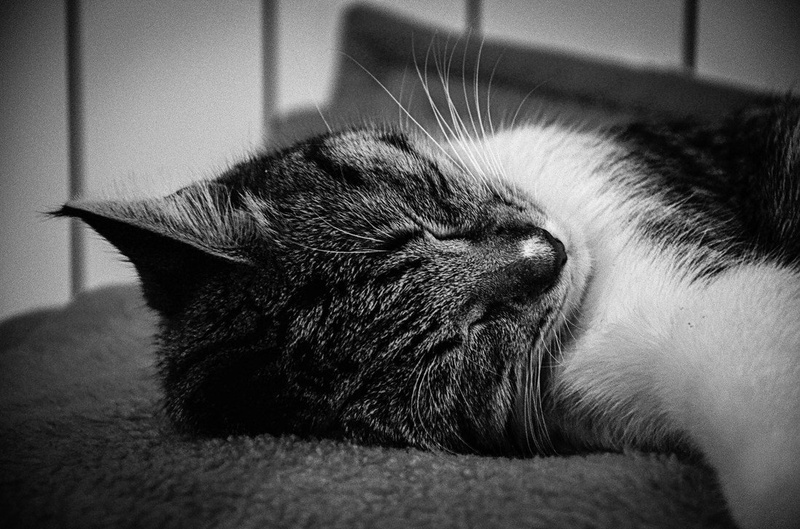 Sleeping by Nush