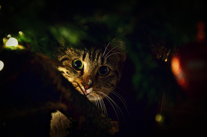 Hide and seek by Nush