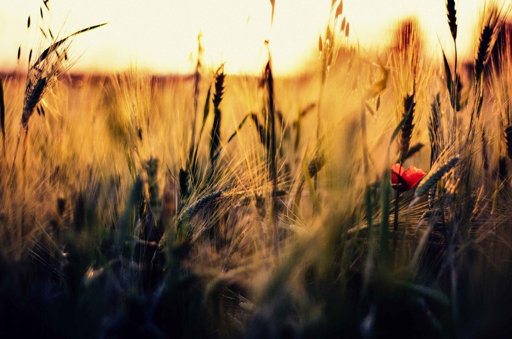 Gold by