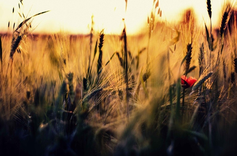 Gold by Nush