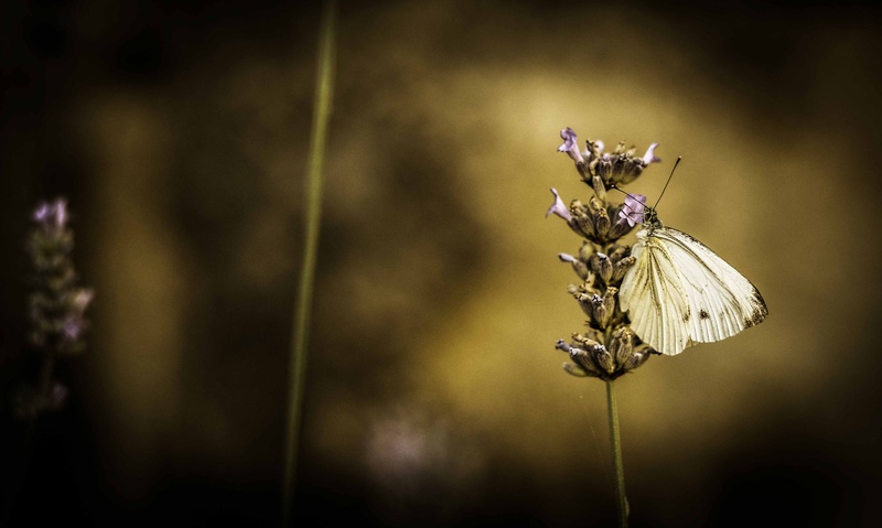 Butterfly by Nush