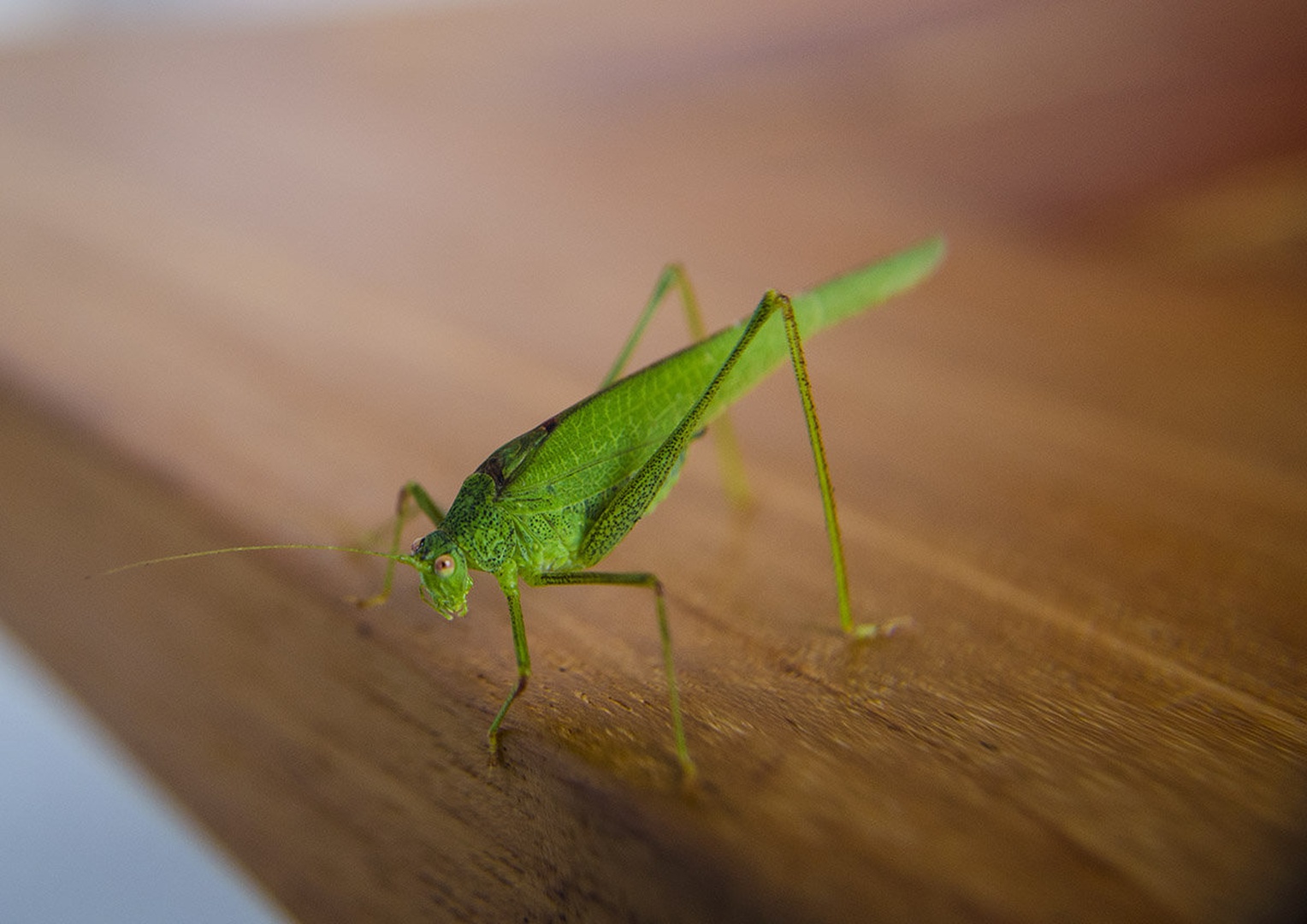 Green hooligan by Jaka
