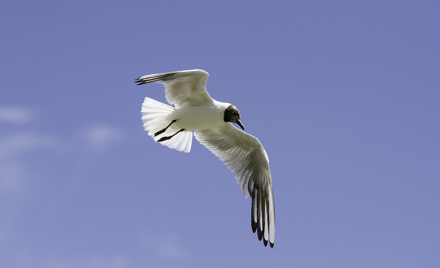 free by Jaka