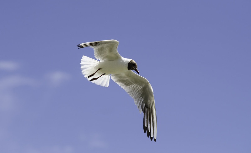 free by Jaka