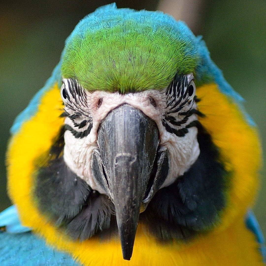 Face of Diversity by Medo