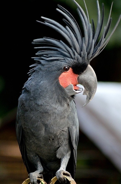 Plenty shades of grey by Medo