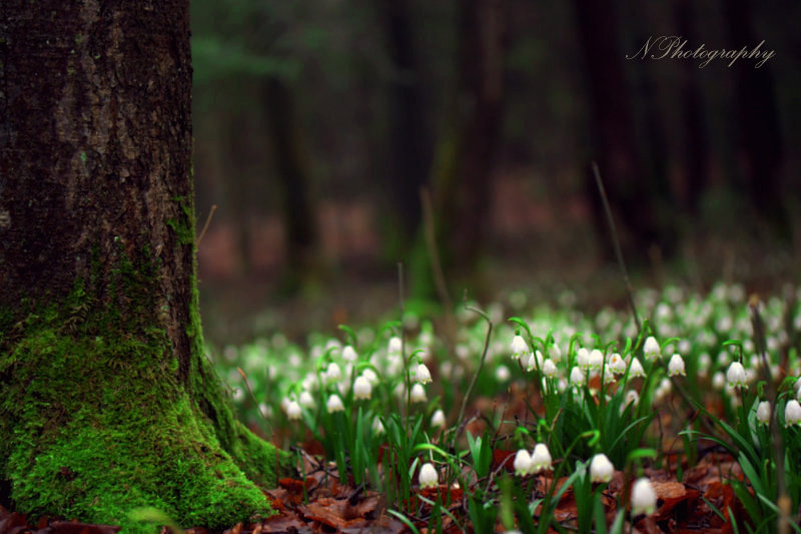 Spring forest by Nina Podobnik