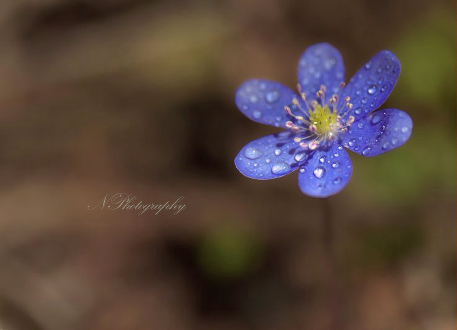 Lady in blue by Nina Podobnik