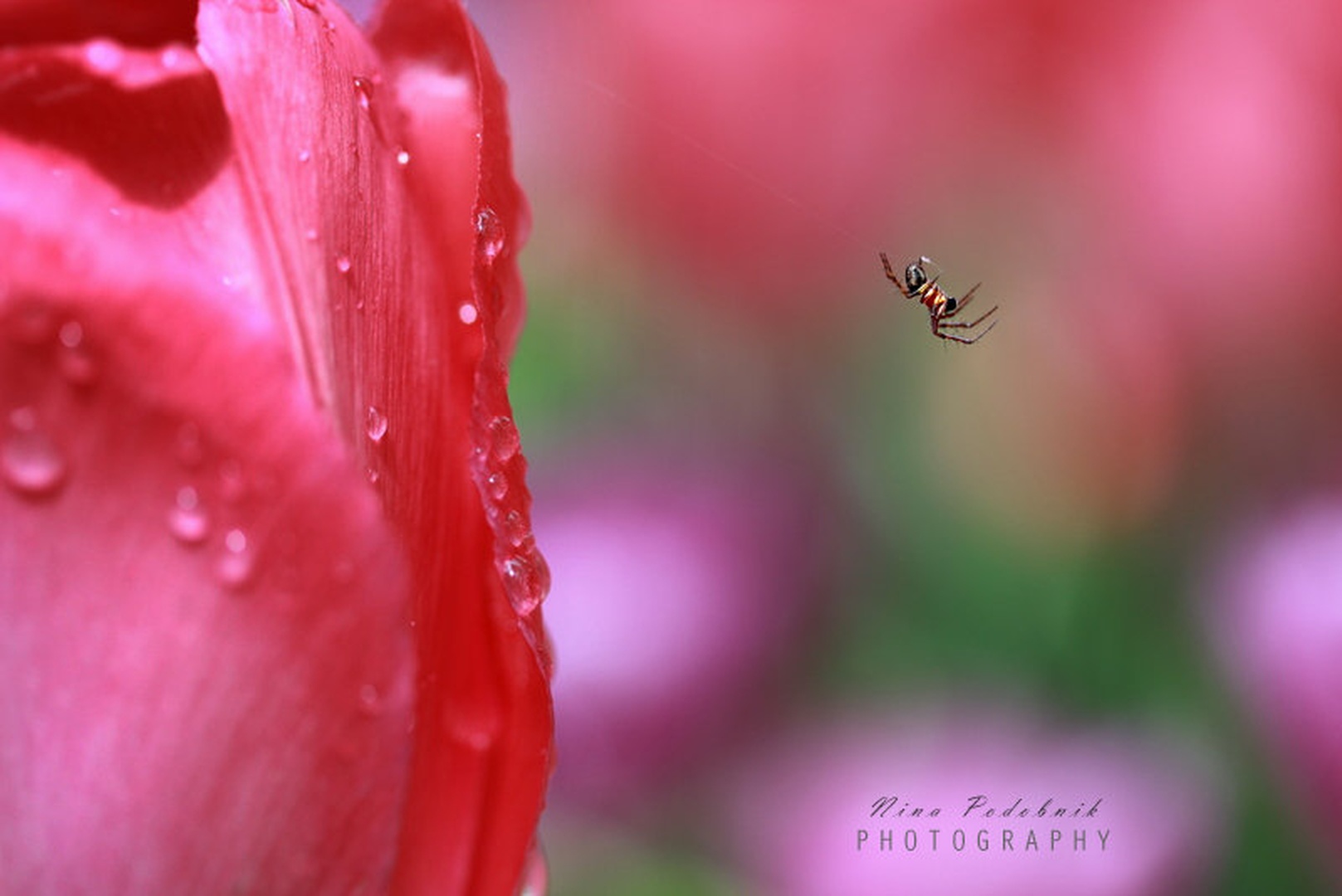 Lucky Spider by Nina Podobnik