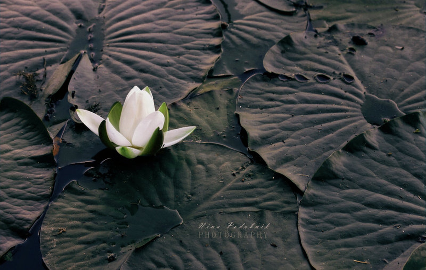 Lilija v poletnem večeru by Nina Podobnik