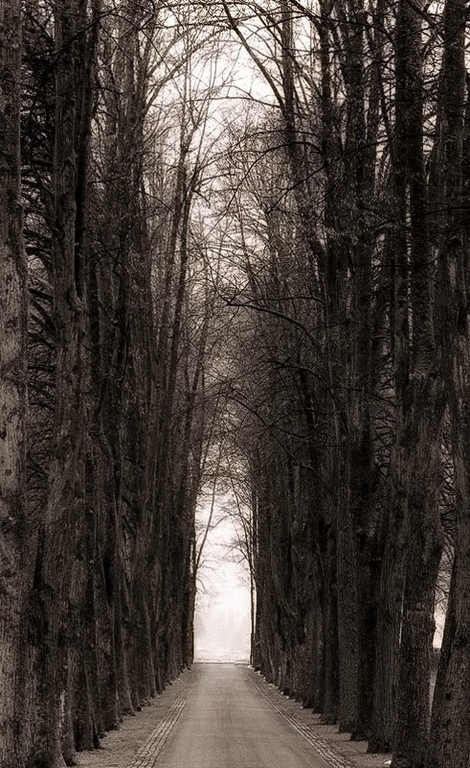 Into The Mystic by Nina Podobnik