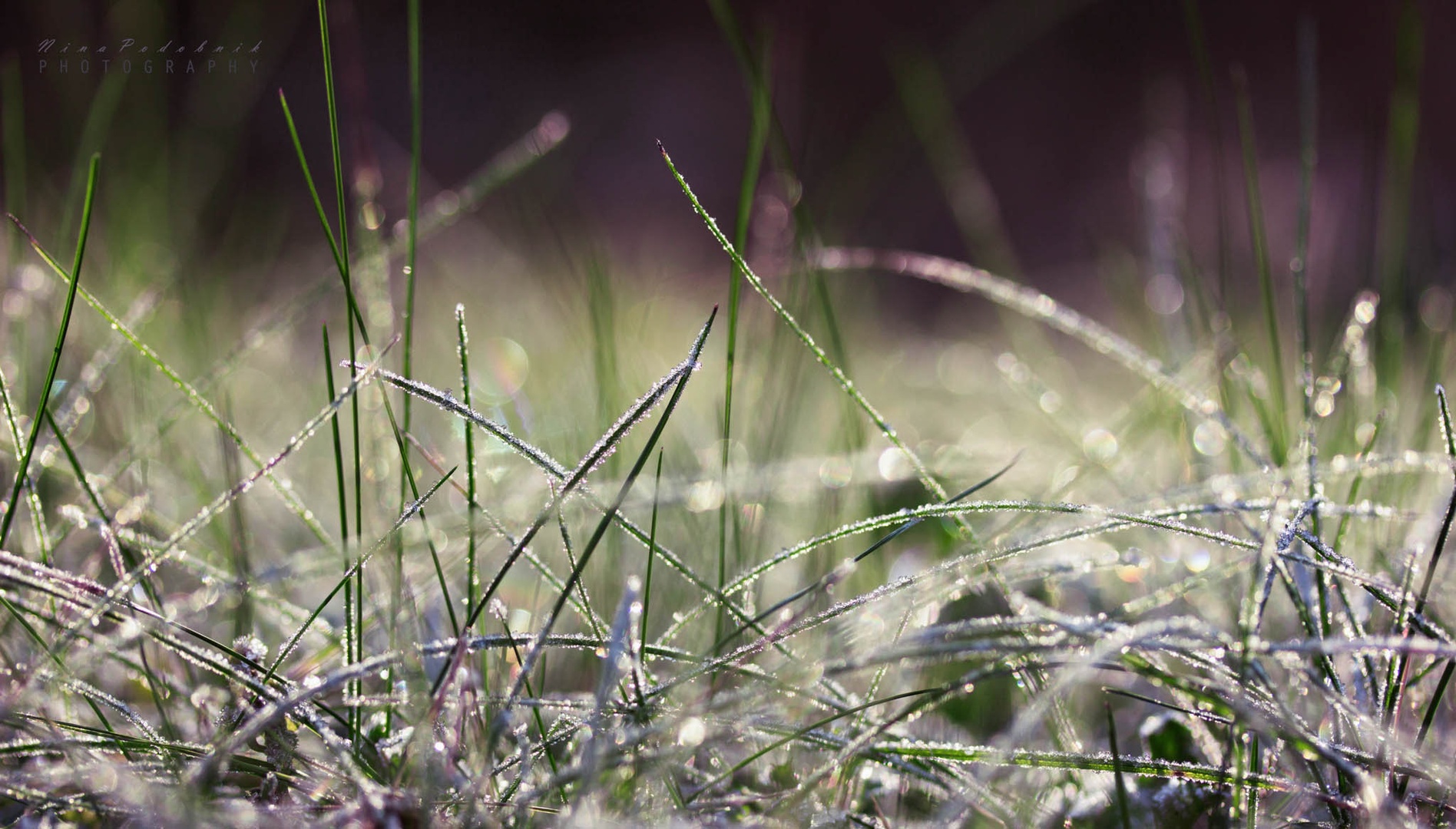 The beauty of light by Nina Podobnik