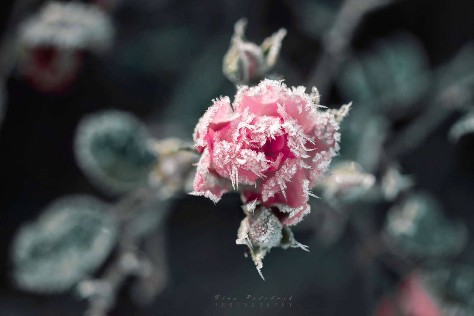 Frozen Beauty by Nina Podobnik