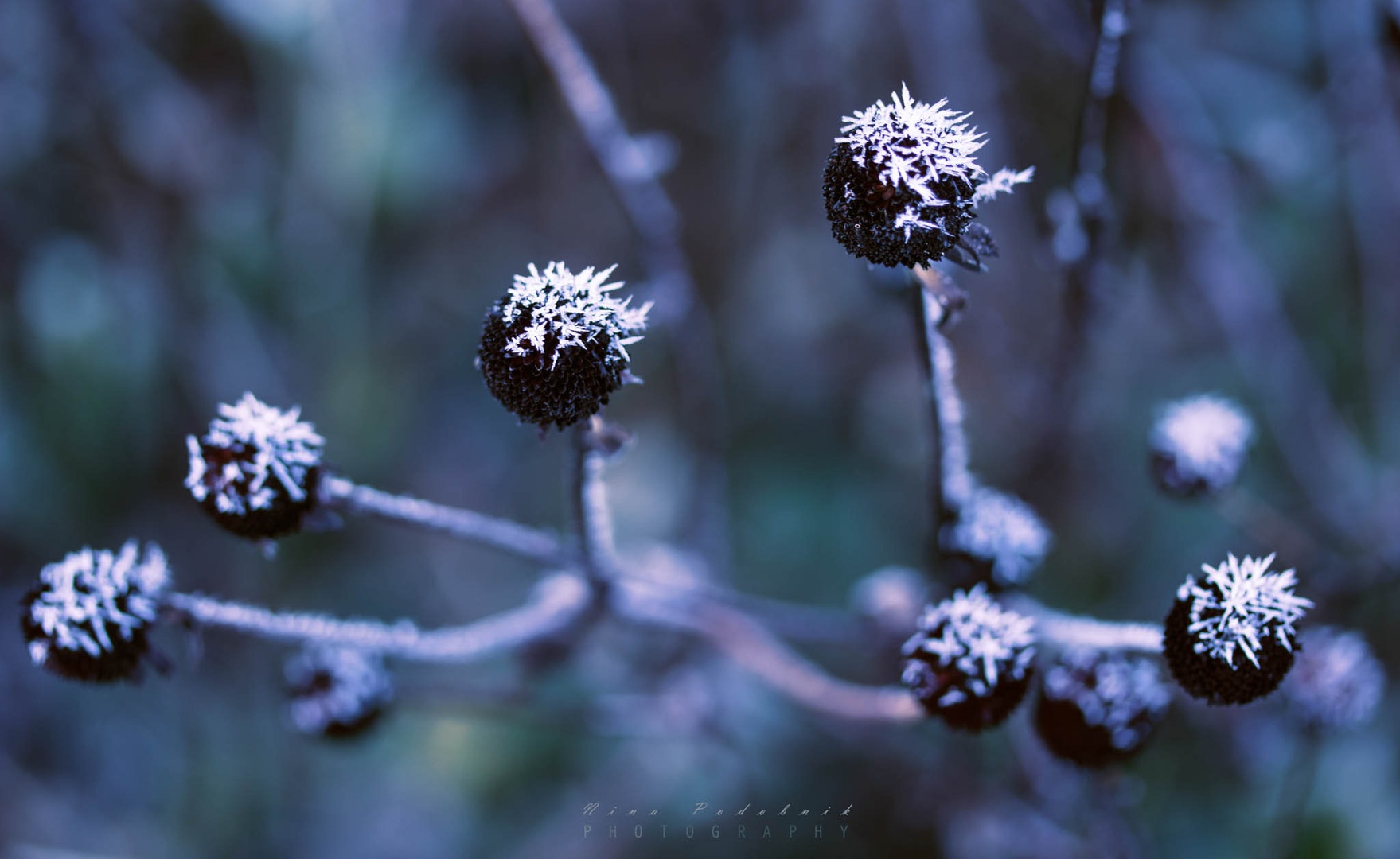 After cold night.... by Nina Podobnik