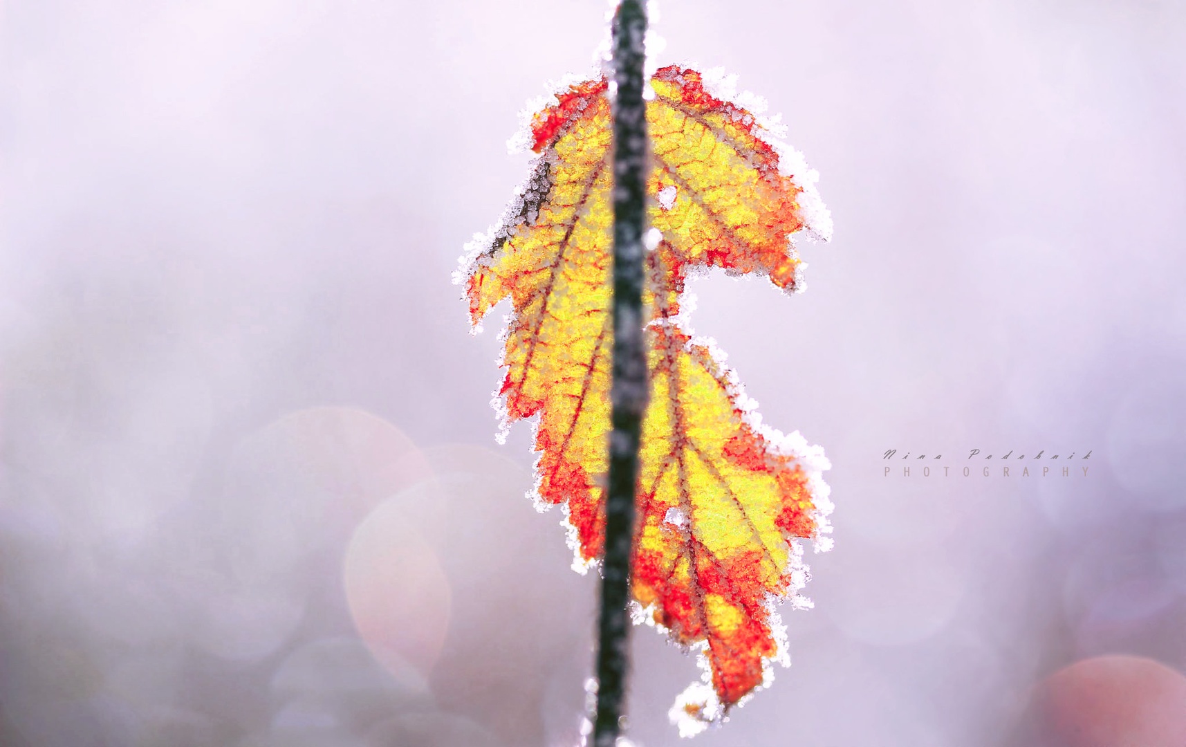 Frozen & Broken by Nina Podobnik
