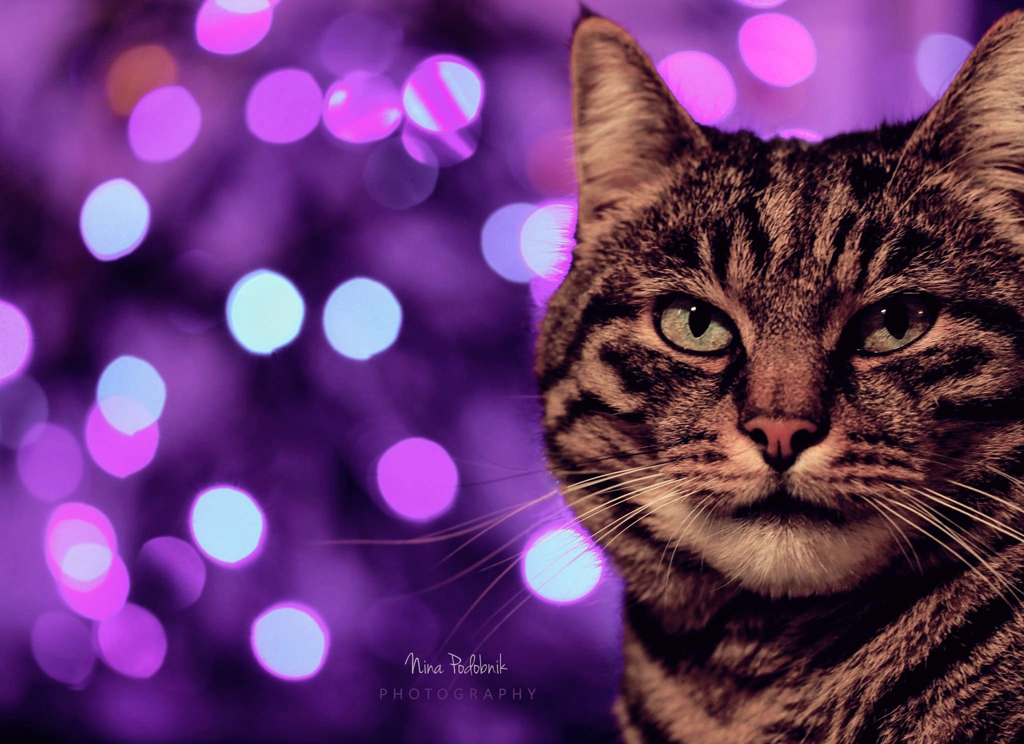 Meow-y Christmas! by Nina Podobnik