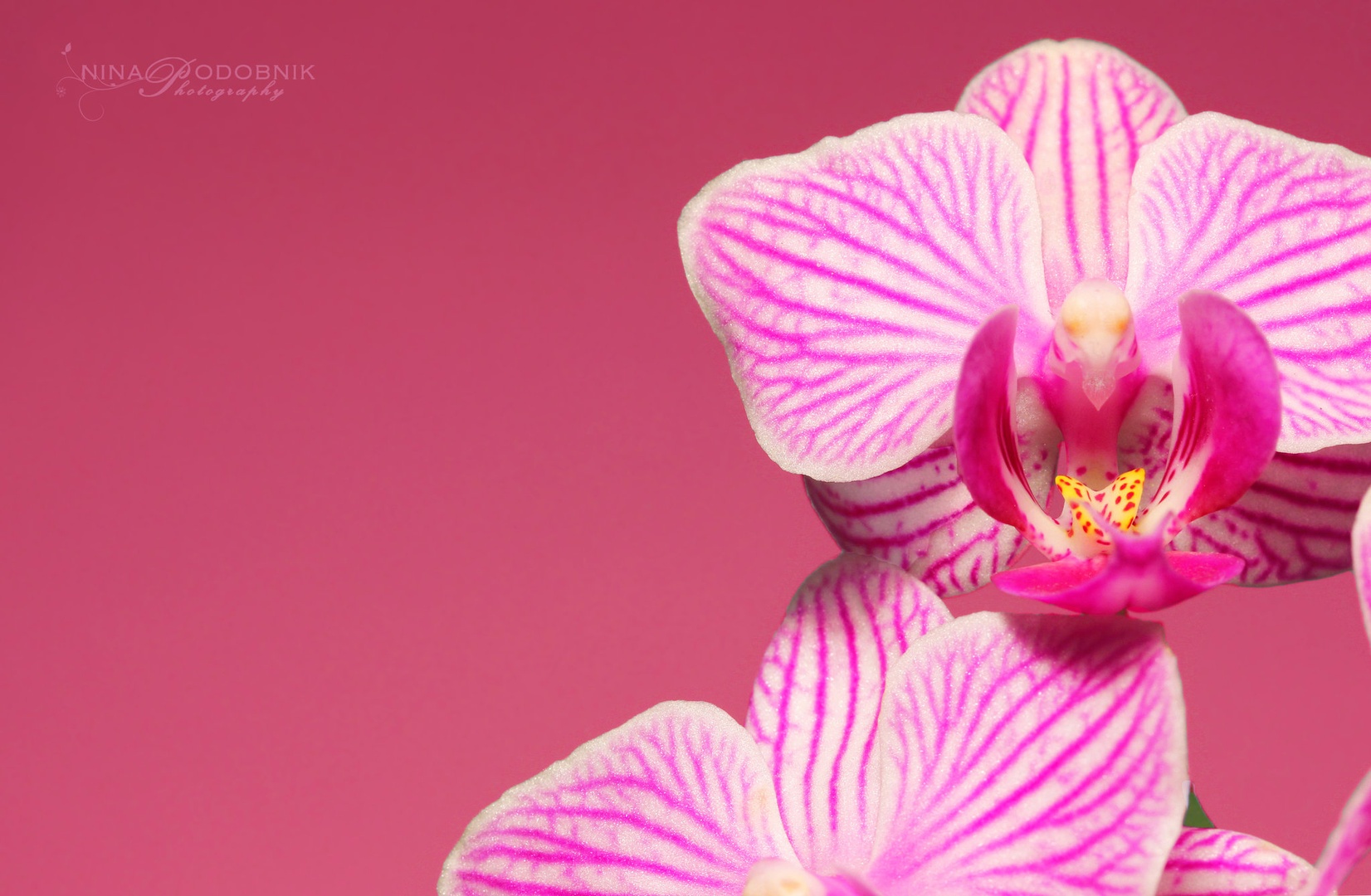 Pink Lady by Nina Podobnik