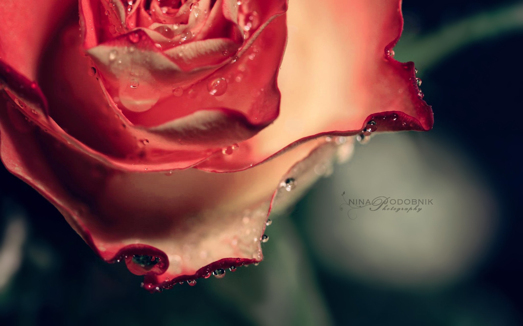 Drops by Nina Podobnik
