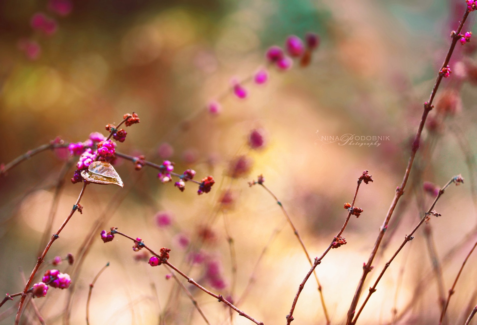 The magic garden. by Nina Podobnik