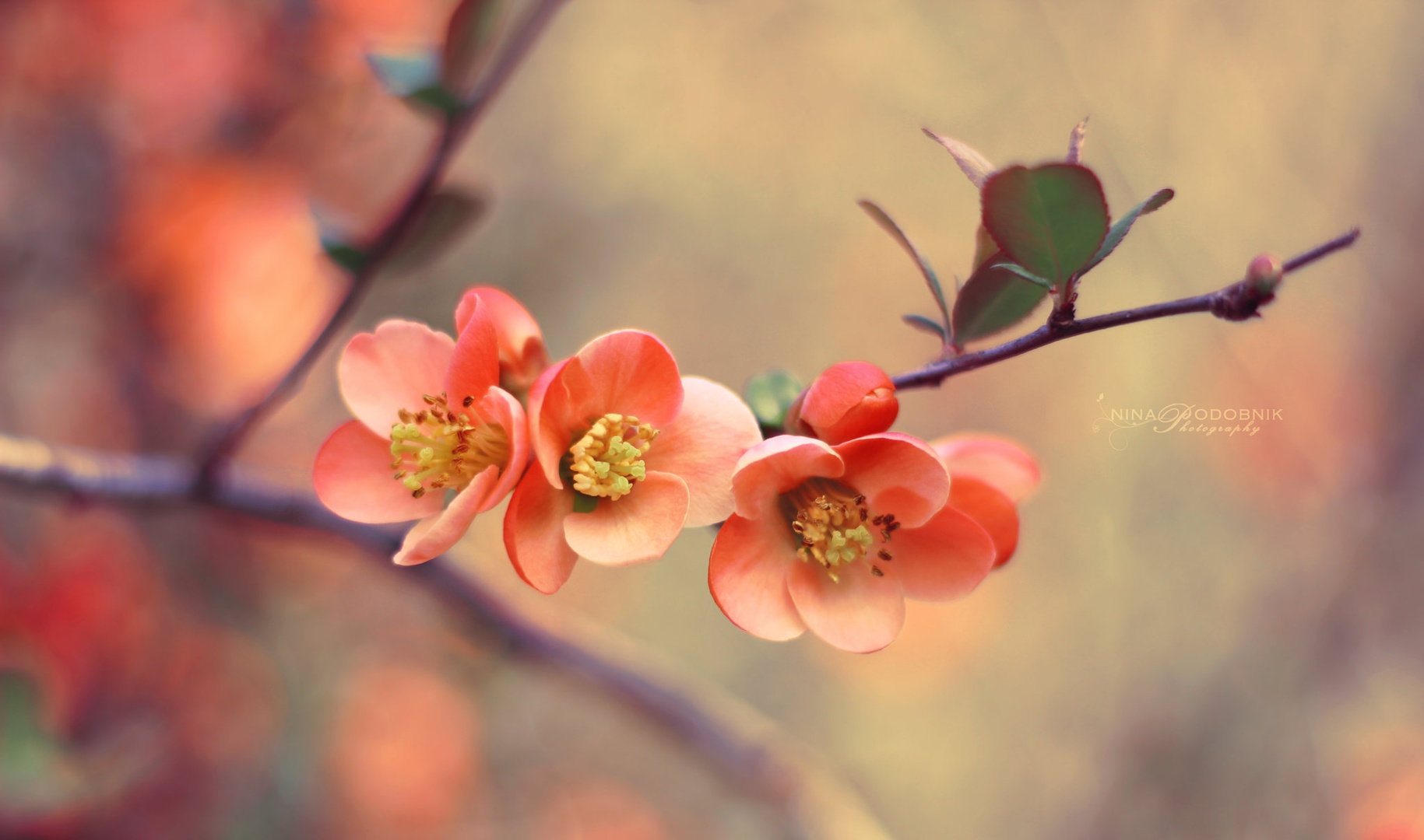 Vintage Spring by Nina Podobnik