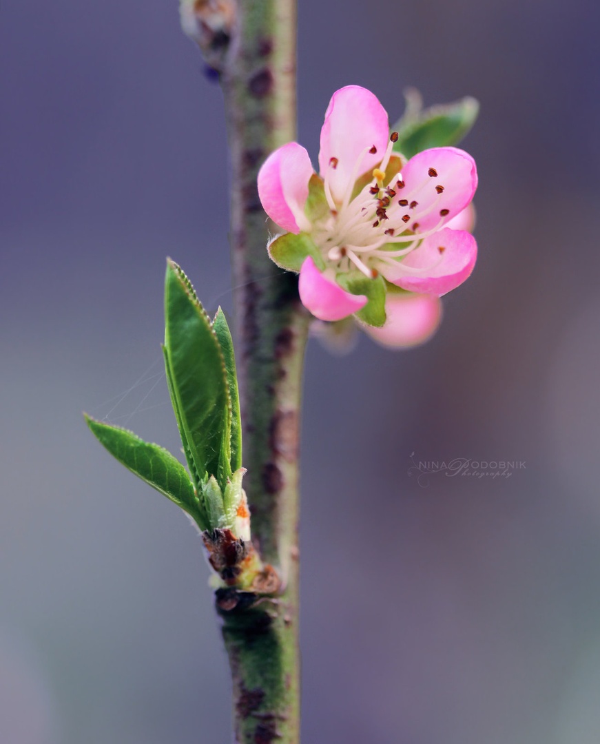 Peach Blossom by Nina Podobnik