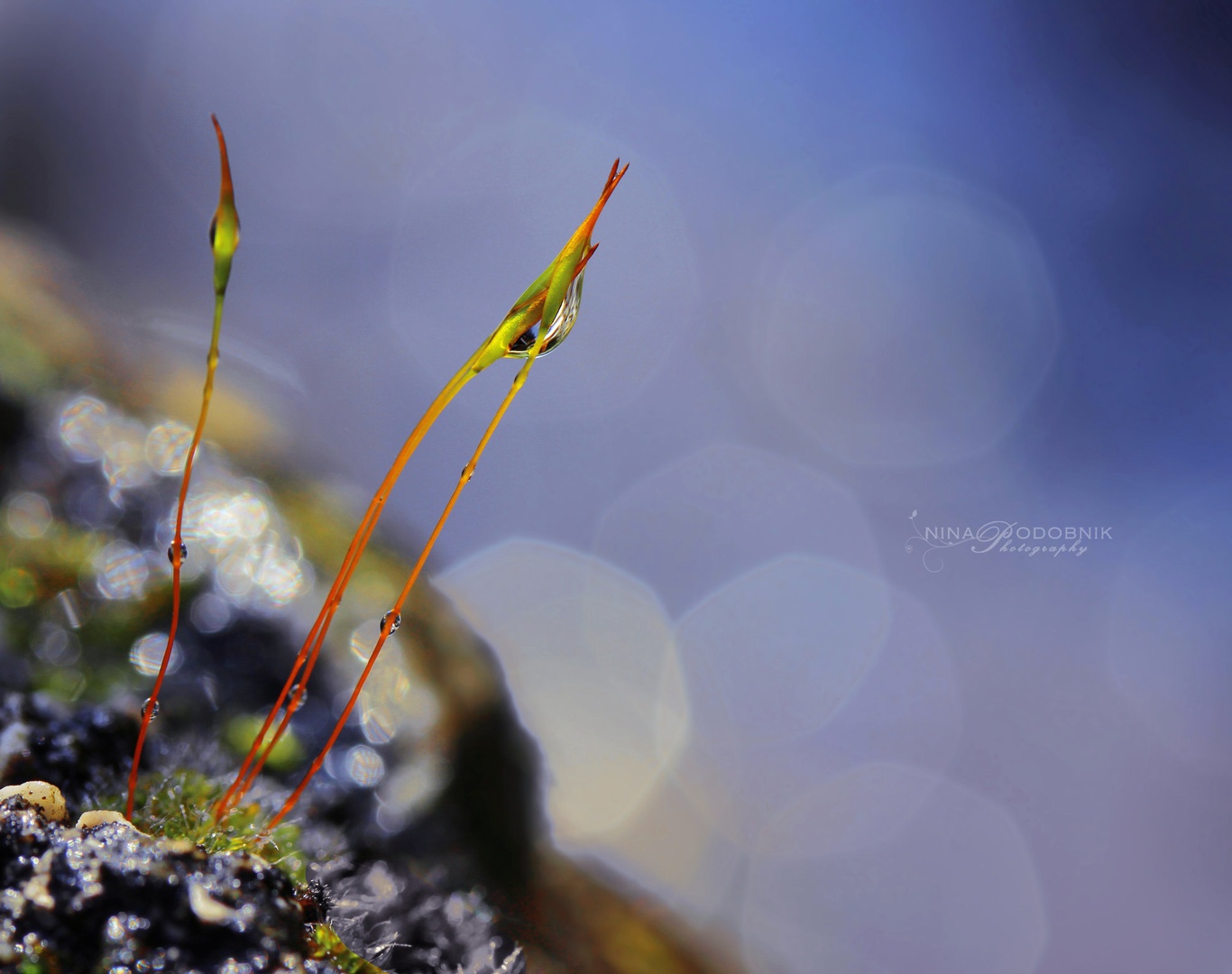 Morning Awakening by Nina Podobnik