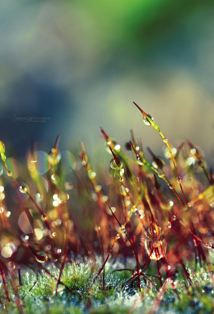 Different World by Nina Podobnik