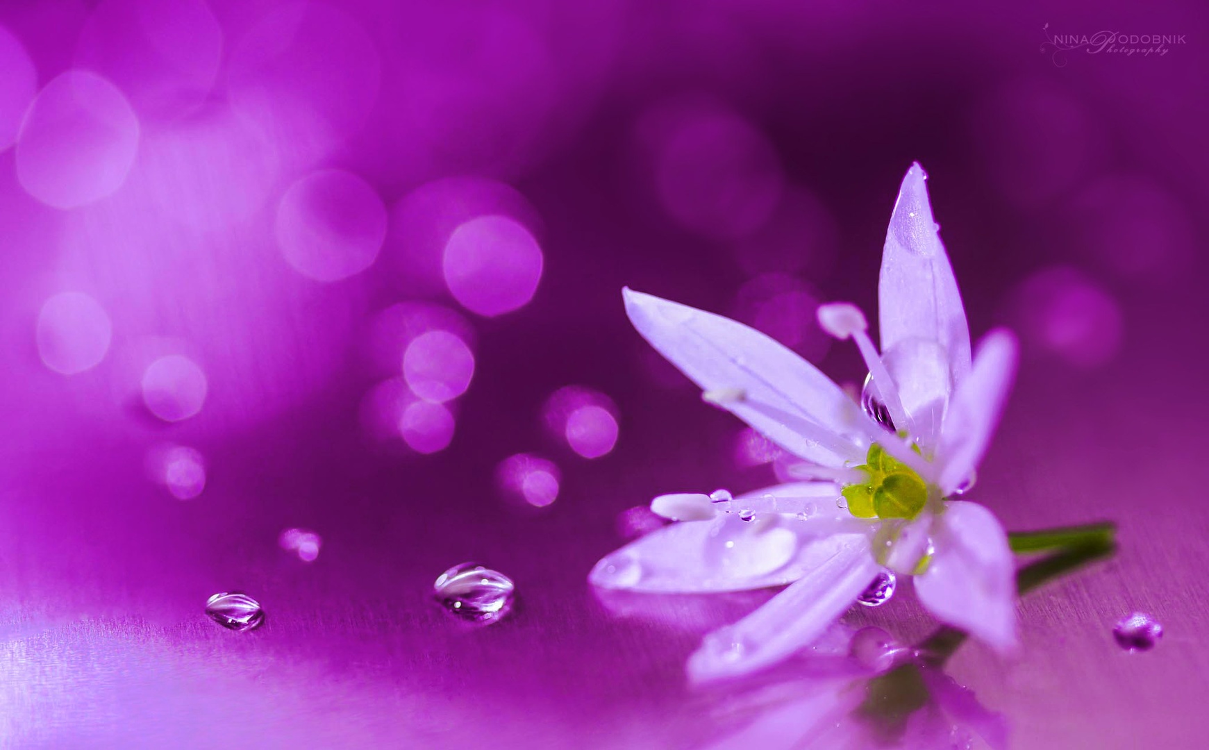 Purple Brilliance by Nina Podobnik