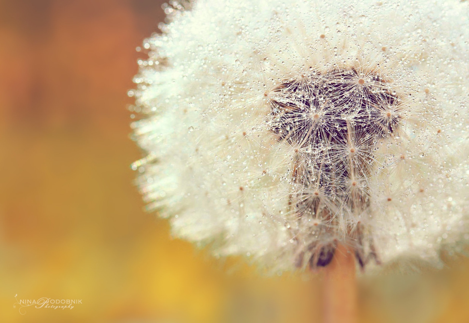 Make a wish. by Nina Podobnik