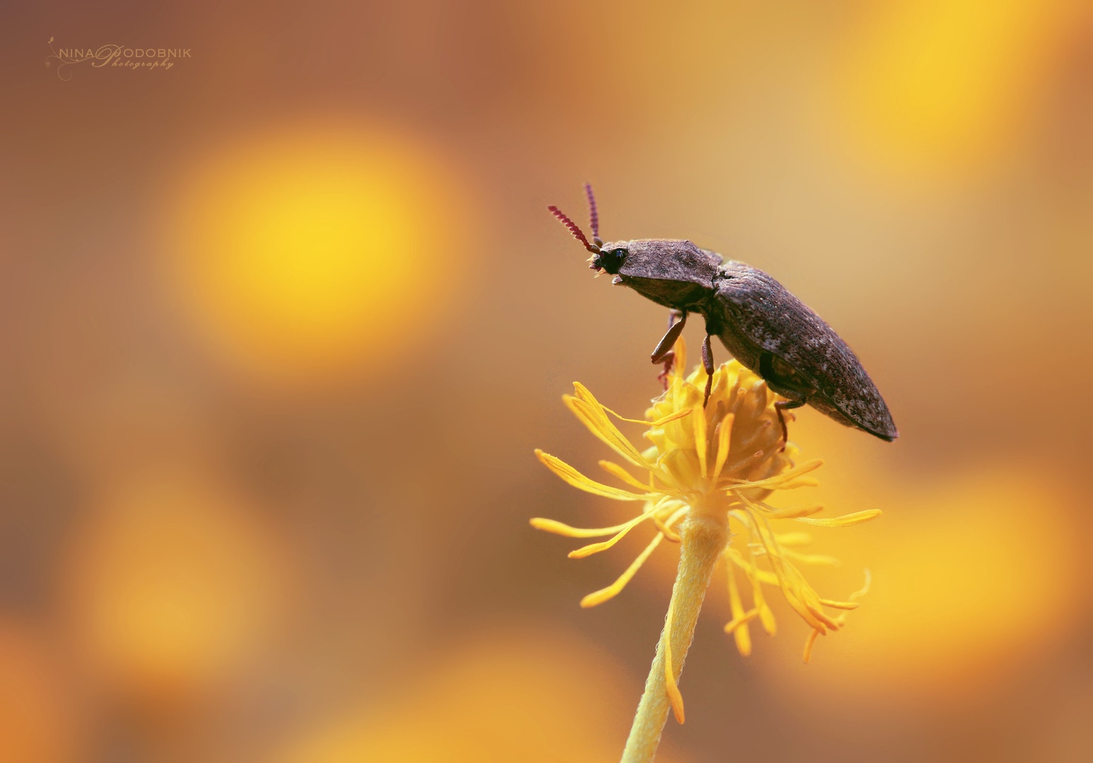 Bugs Sunset by Nina Podobnik