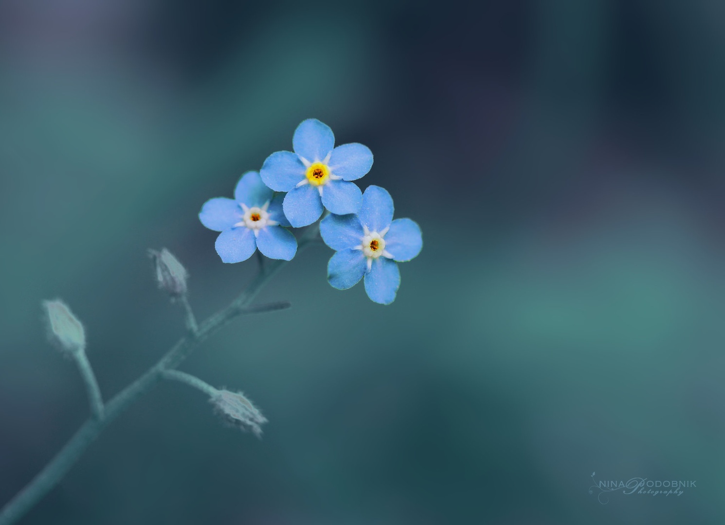 Forget me not. by Nina Podobnik