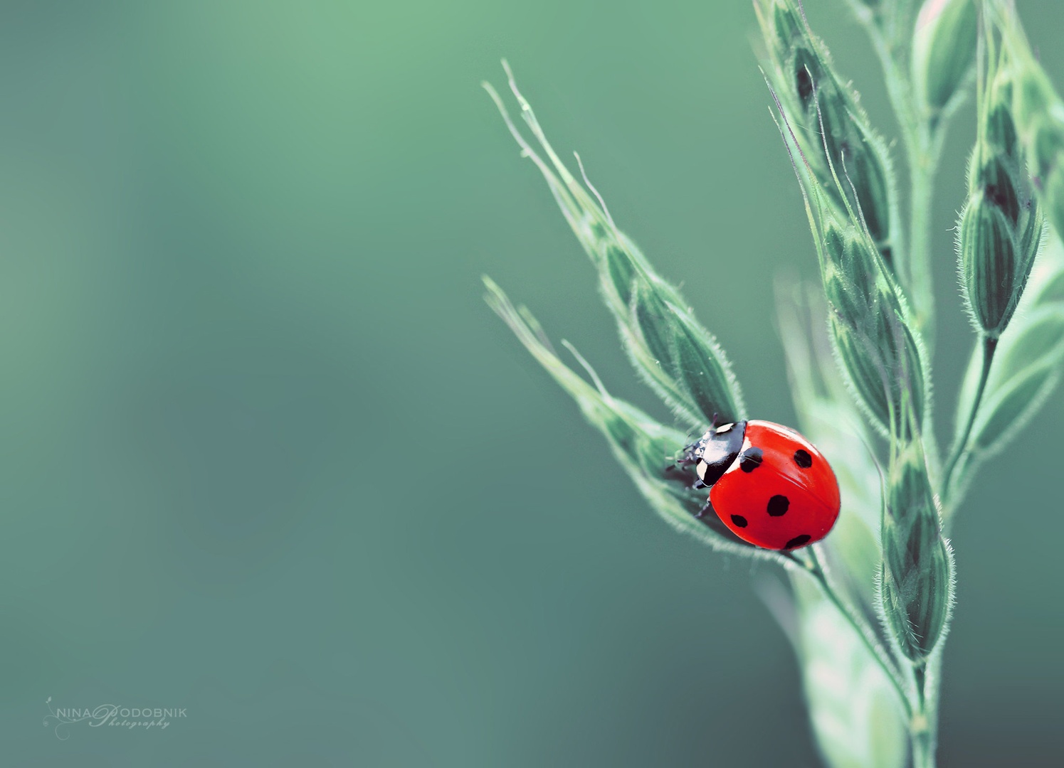 Red Lady II by Nina Podobnik