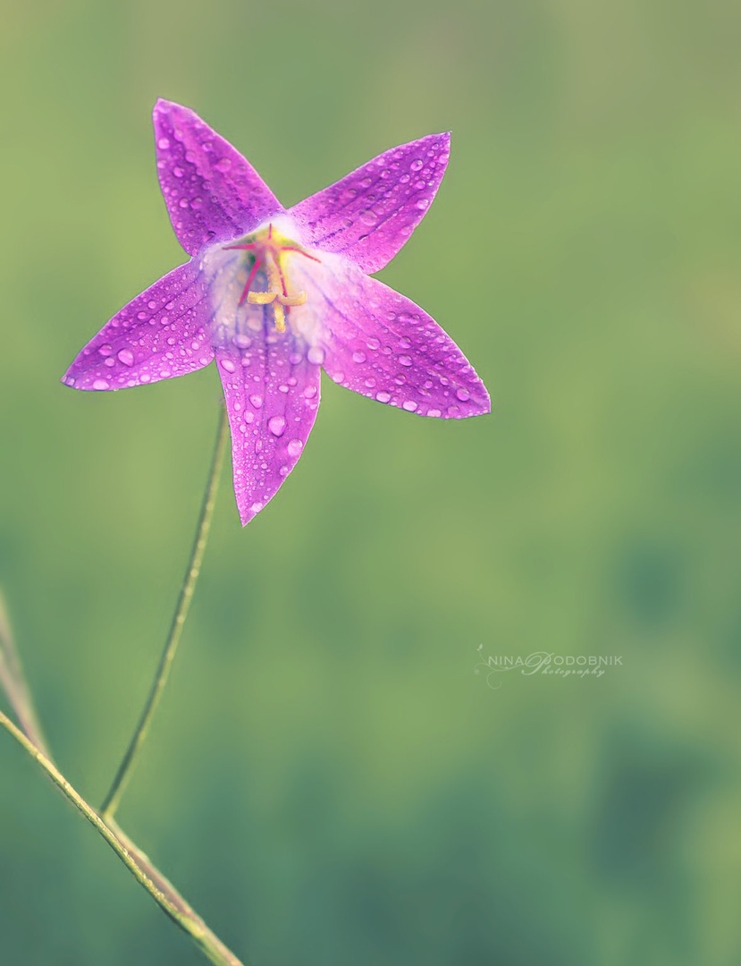 Purple Beauty by Nina Podobnik
