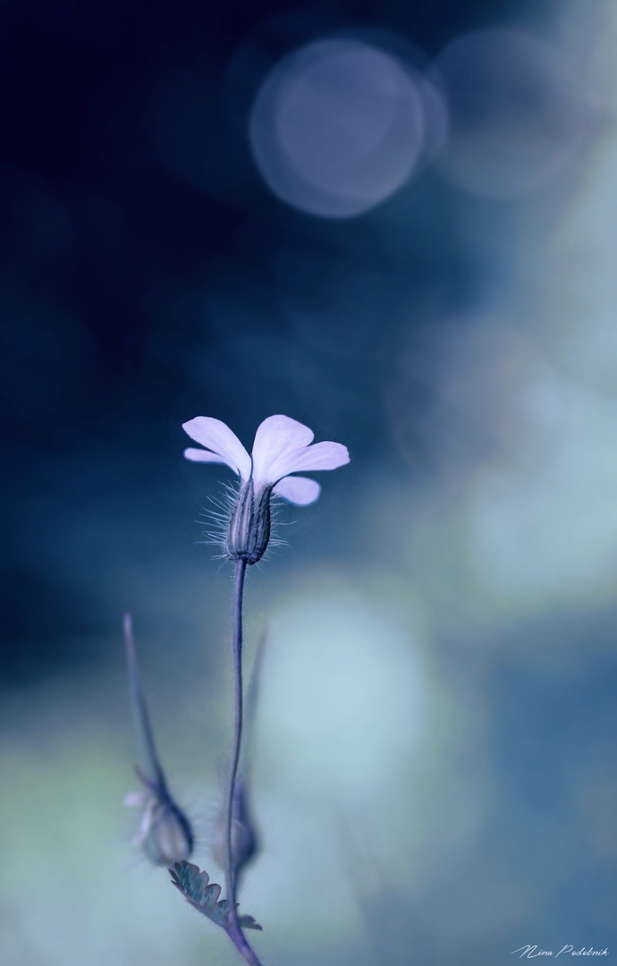 Simplicity by Nina Podobnik
