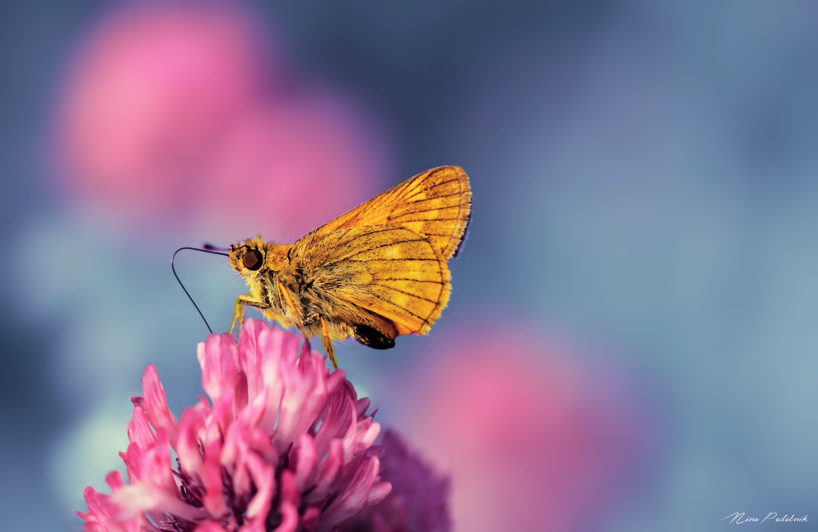 Gold Butterfly by Nina Podobnik