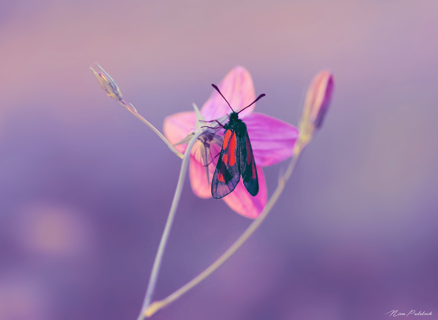 My purple world by Nina Podobnik