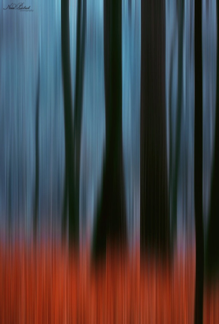 Magic woods by Nina Podobnik