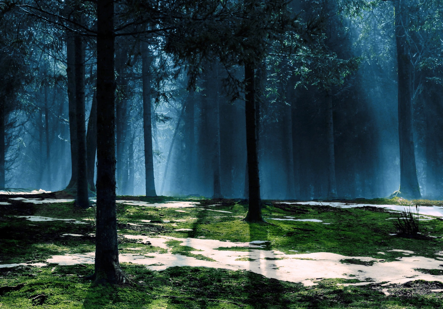 Little Red Riding Hood's woods by Nina Podobnik