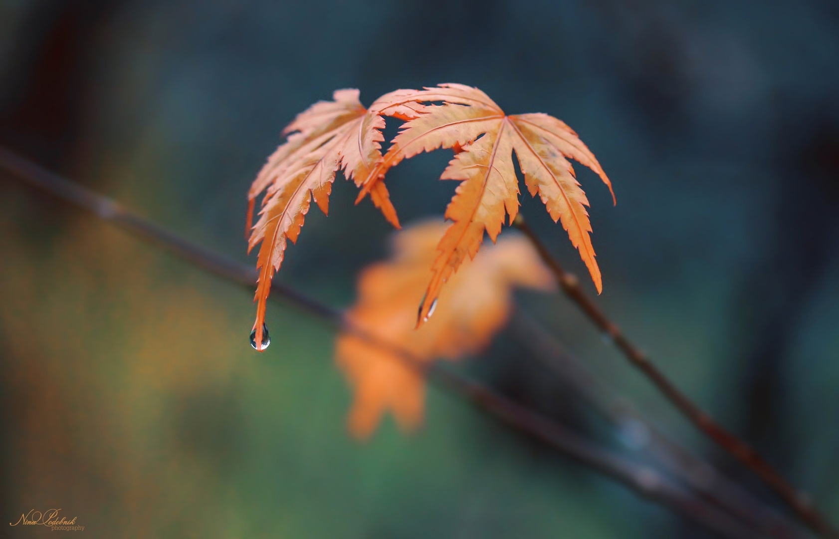 The last leaves of autumn. by Nina Podobnik